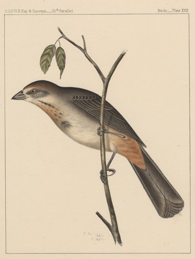 Vögel, Tafel XXIX, 1855 von American School